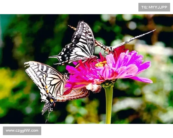 蝴蝶平原上的十大自然奇观揭秘 感受大自然的神奇与美丽